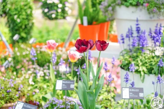 深圳史上最大最美的花展来啦,走进深圳仙湖植物园的国际花展