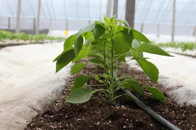 抢名额，19期中国无土栽培和土壤种植技术升级集成培训会