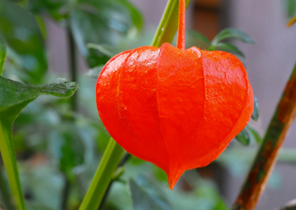 果实像灯笼一样的叫什么,东北水果灯笼果俗称