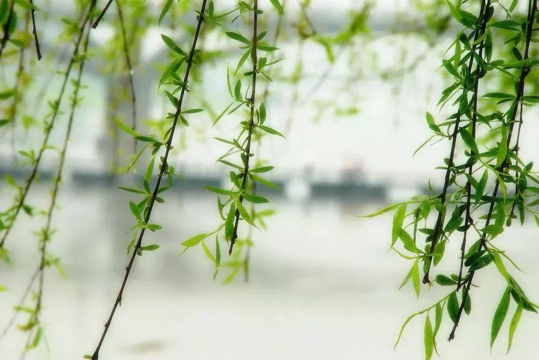 清明杏花思故人,一杯杏花酒满盏思故人视频