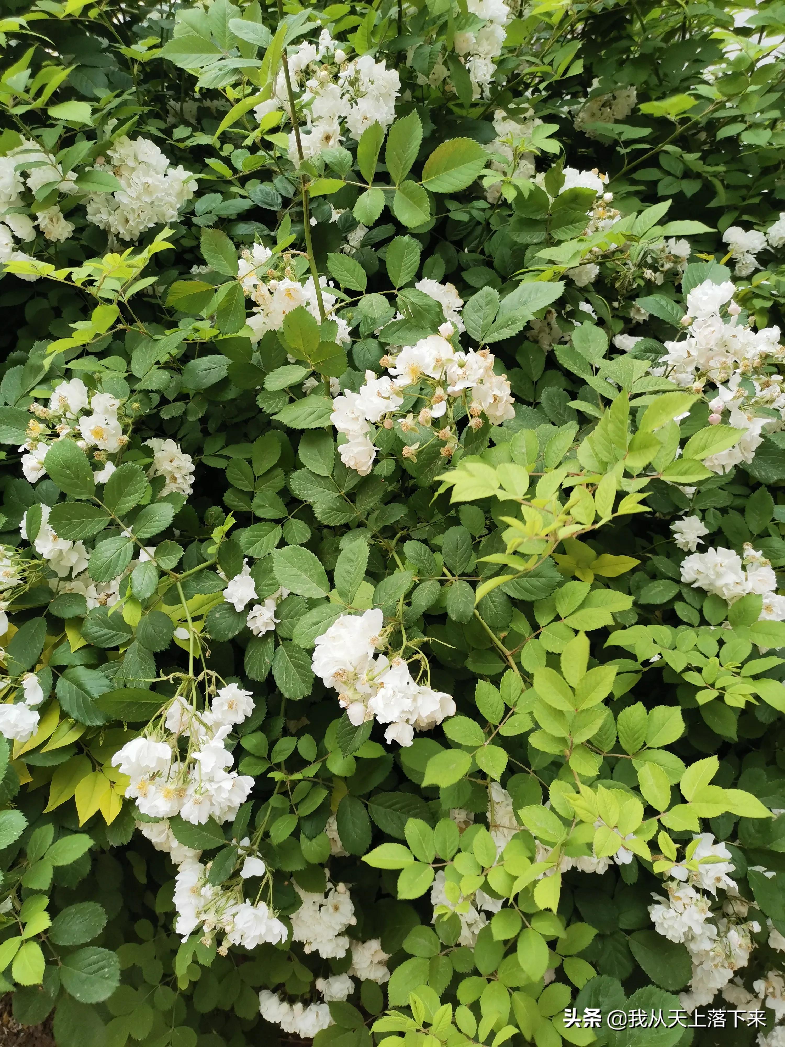 100张花朵美图,100张花图片大全