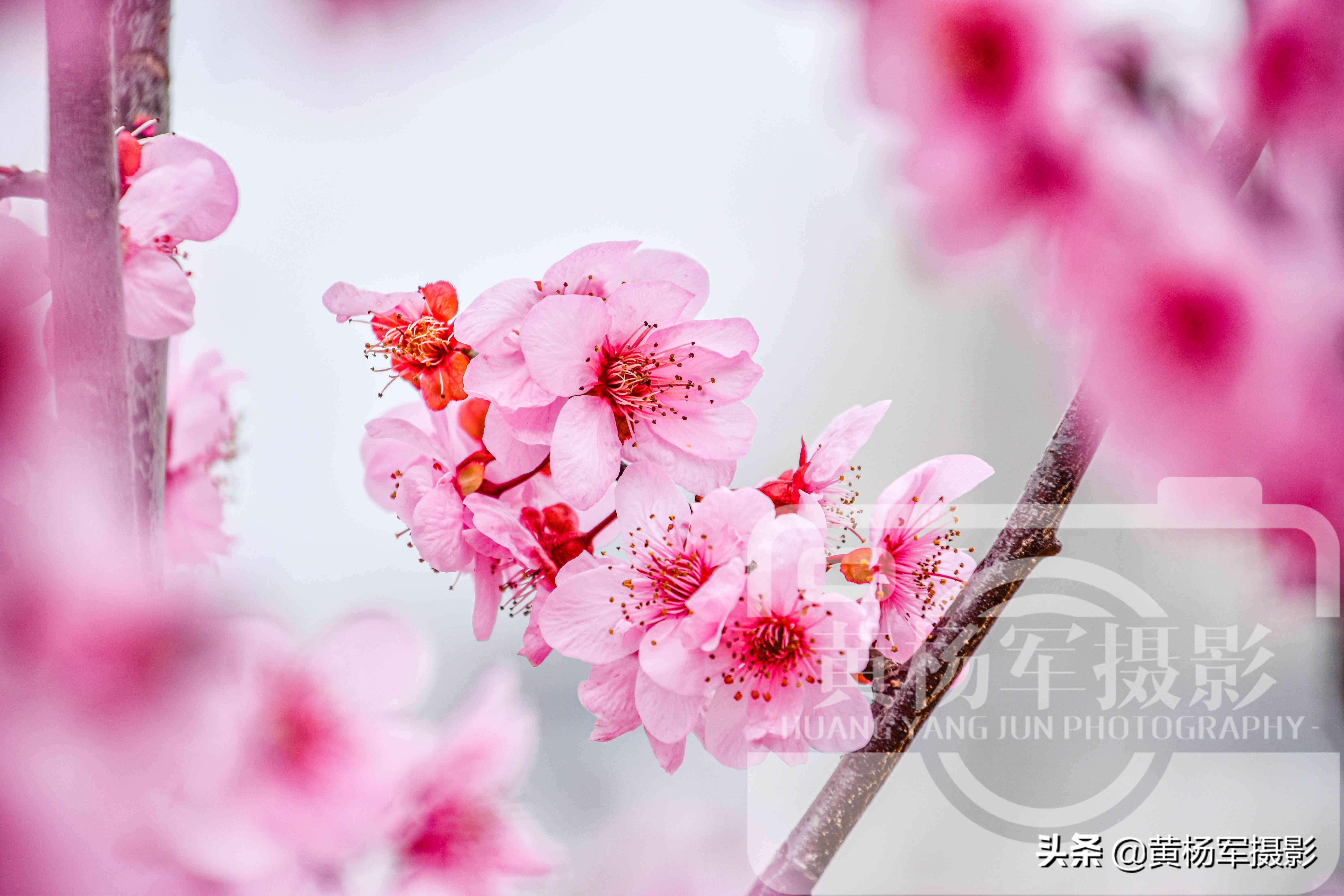 最漂亮的春天梅花图片,最好看的四季梅花