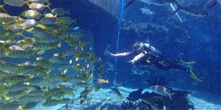 南京金鹰动物世界何时开,南京金鹰动物世界在哪里购票