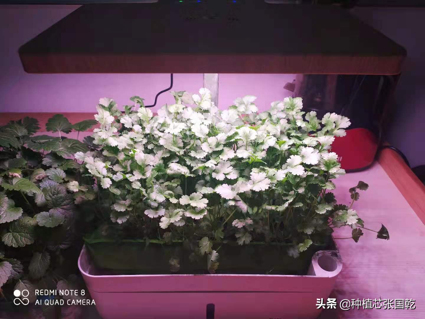 种植机怎么样,种植机种植蔬菜