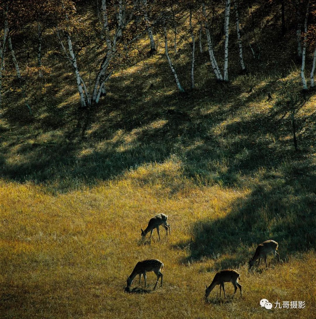 坝上草原天路美景,大美坝上风光系列之一