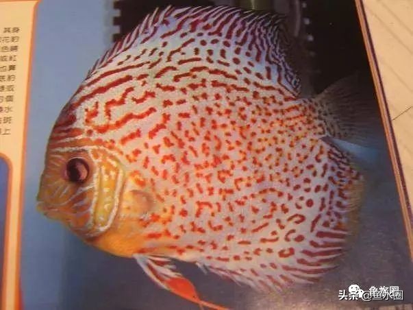 七彩神仙品系图谱,七彩神仙全系品种介绍