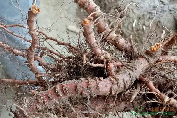 桃树根腐病最佳防治方法,桃树根腐病原因和治疗方法