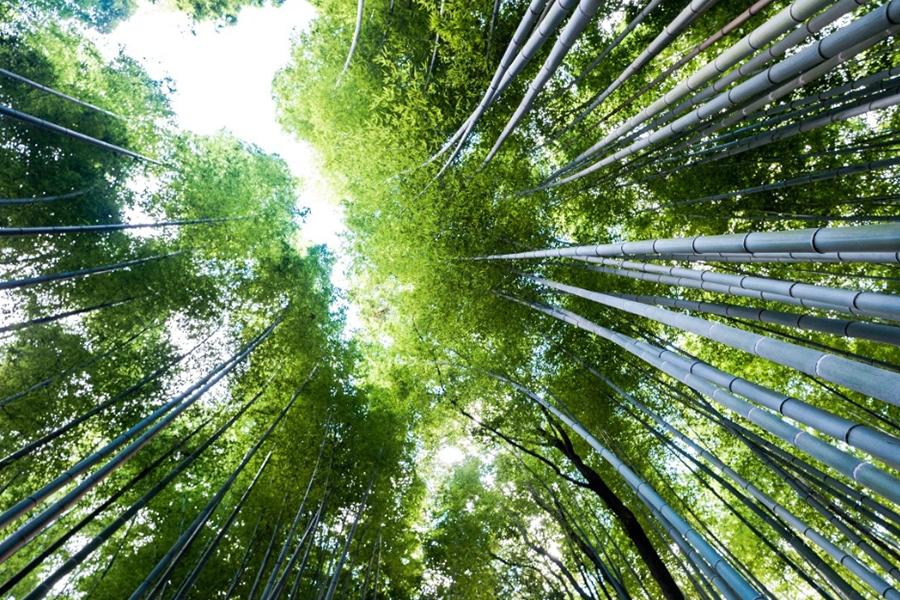 斑布竹浆本色抽纸150抽20包整箱,斑布本色不漂白竹浆手帕纸4层12包