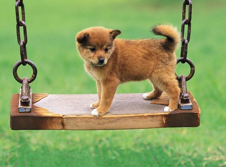 养狗的狗狗能吃什么,养狗知识大全不咬人