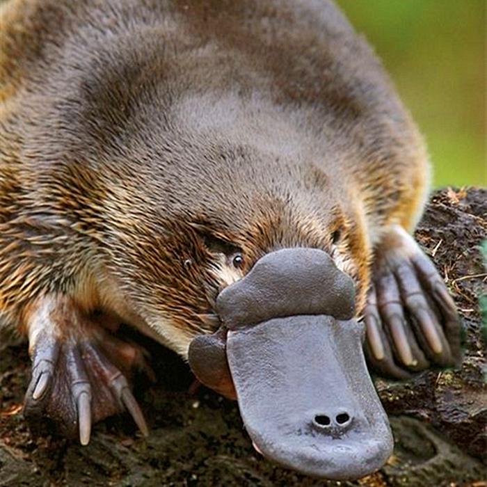 鸭嘴兽的秘密武器图片,鸭嘴兽有毒刺吗