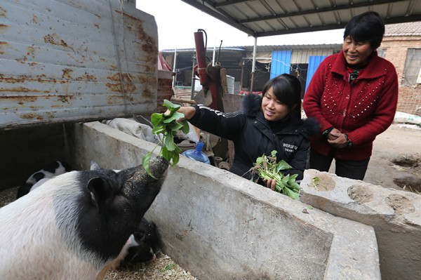 藏香猪河南,东北辽宁养殖藏香猪