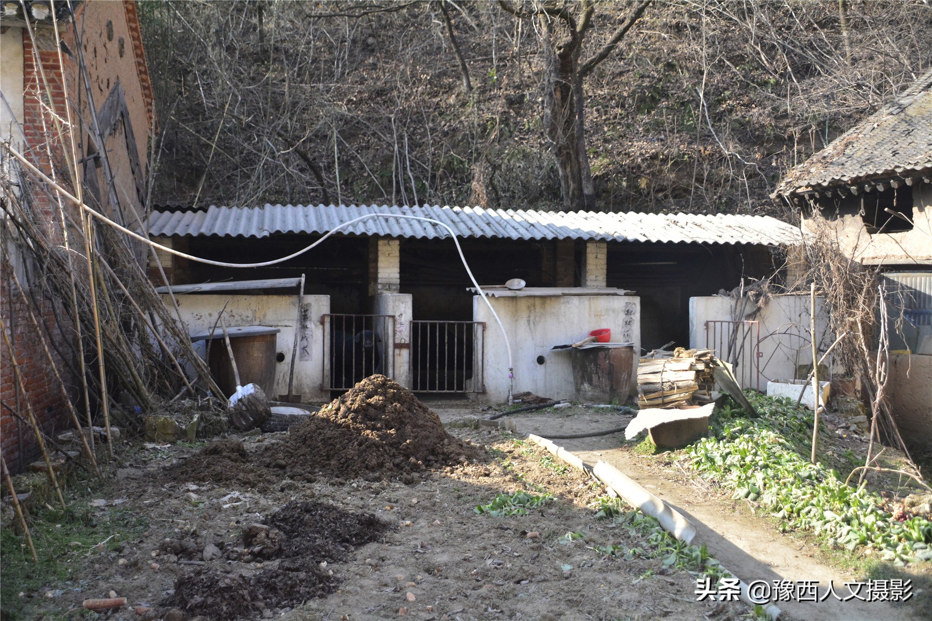 农村大叔酿酒五粮液,栾川自酿五粮液