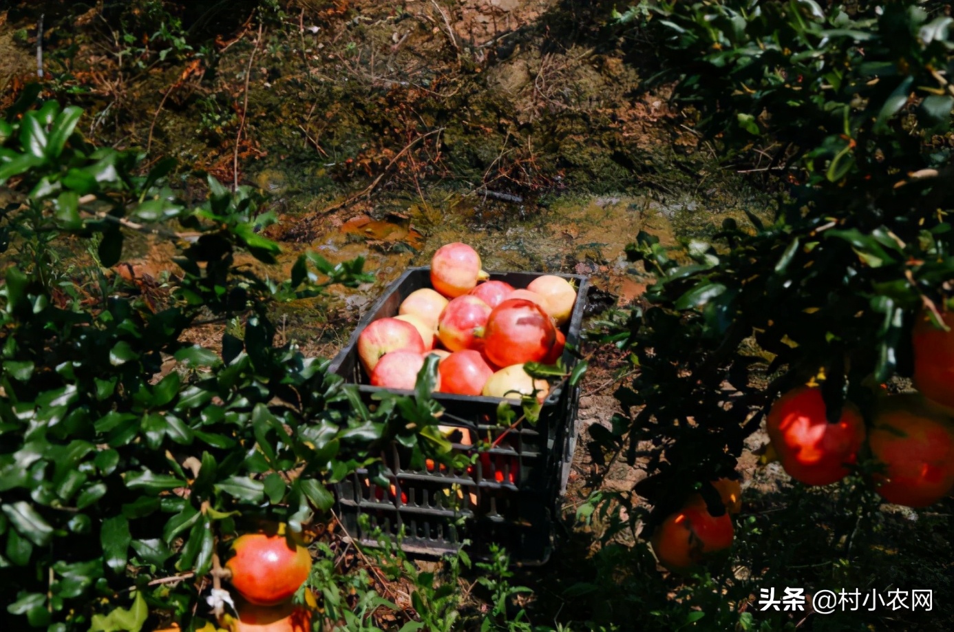 农村想种养什么项目可以挣钱,农村种植什么最赚钱500元小本创业