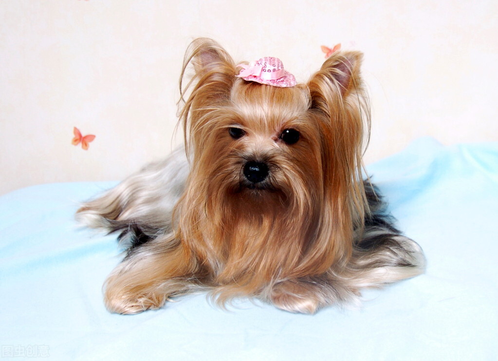 约克夏拉稀又吐什么原因,约克夏拉稀抖动怎么办