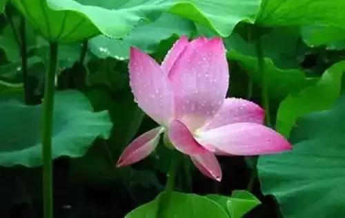 中国各市的市花,全国56个城市市花一览