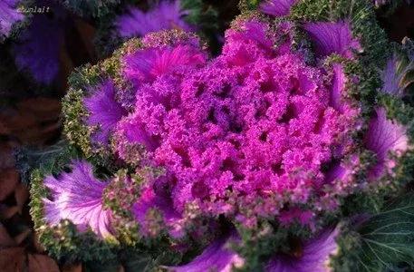 叶牡丹羽衣甘蓝,多头叶牡丹羽衣甘蓝