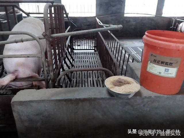 乳猪又吐奶又拉稀怎么办,乳猪腹泻好了之后怎么去护理