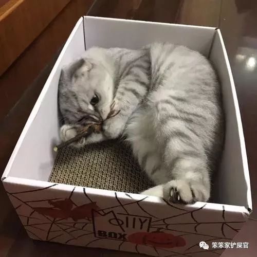 一个爱猫咪的女人,爱猫人士猫过敏