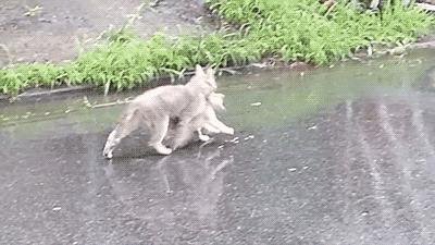 捏住老虎后颈就不敢动了,捏住老虎后颈肉会怎样