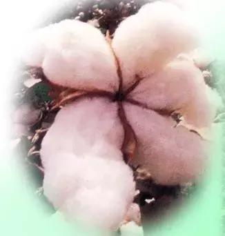 常见纺织原料,史上最全常用纺织原料