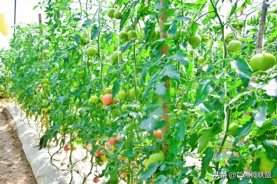 五一假日攻略西固,五一假日攻略兰州西固周边