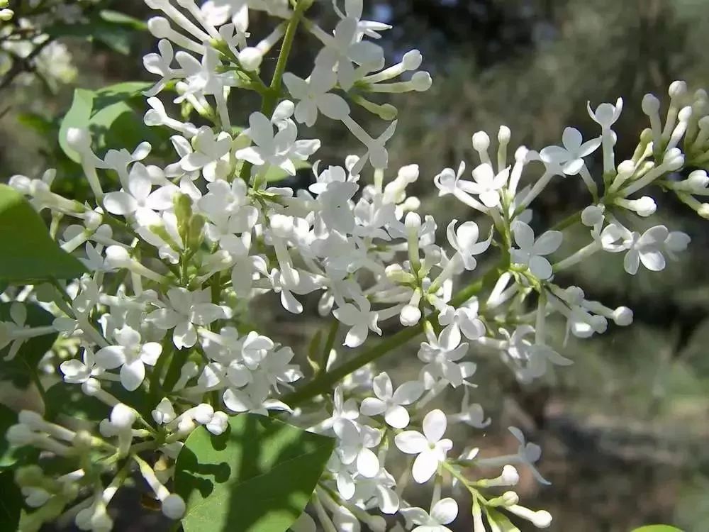 看到花的时候，不知是什么花？那就收下这份百花图谱