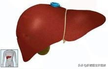 乙肝大三阳早期肝硬化能逆转吗,乙肝肝硬化吃替诺福韦能逆转吗