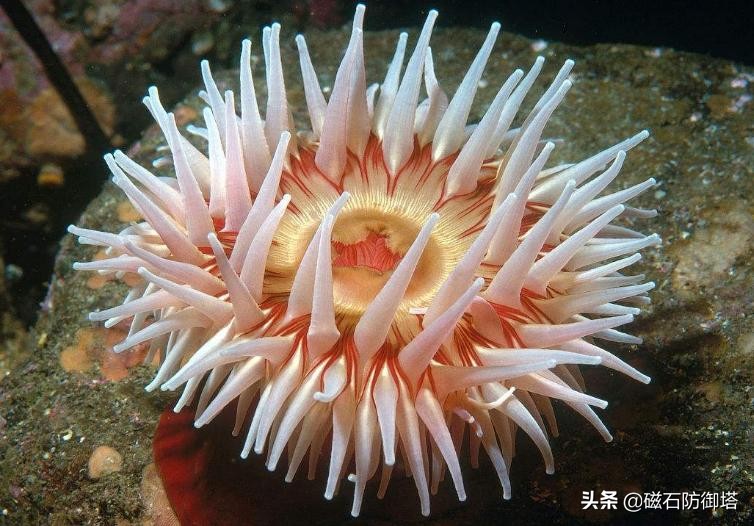 什么！你在海里看到了向日葵？那可能是海葵