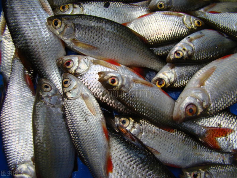 四大家鱼里为什么没有鲤鱼 (四大家鱼为什么没有鲤鱼和鲫鱼)