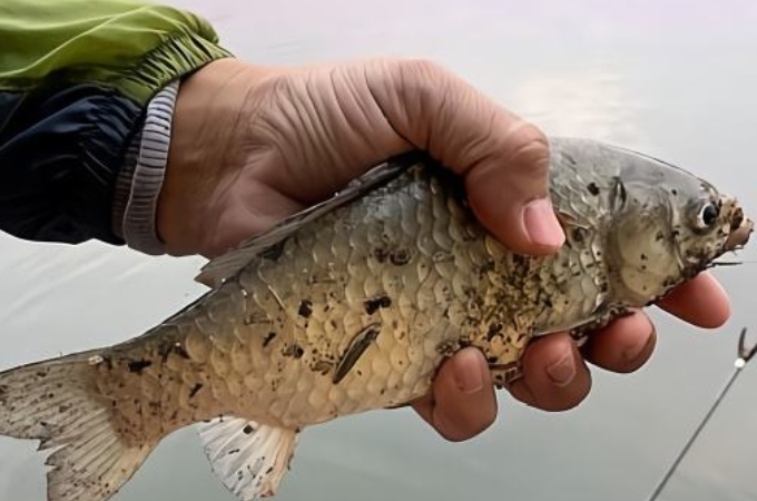 鱼不吃钩是不是饲料不好,鱼不吃钩是因为漂没调好吗