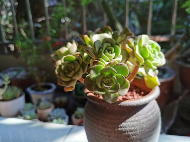 又美又好养还爱爆盆的多肉品种,什么品种的多肉好看又好养