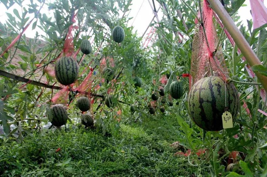 黔南露天西瓜,黔南西瓜