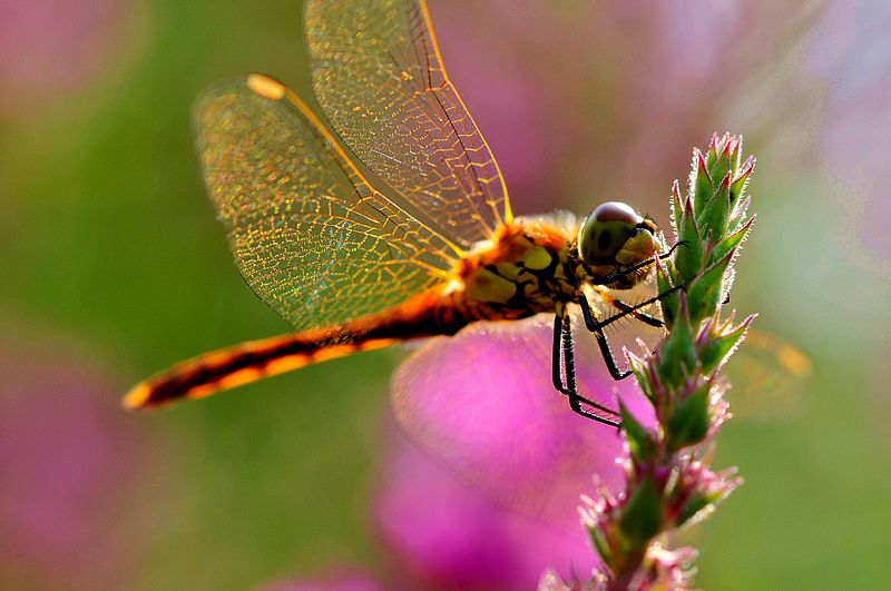 栖息在晚霞中的蜻蜓,栖息在竹林里的蜻蜓
