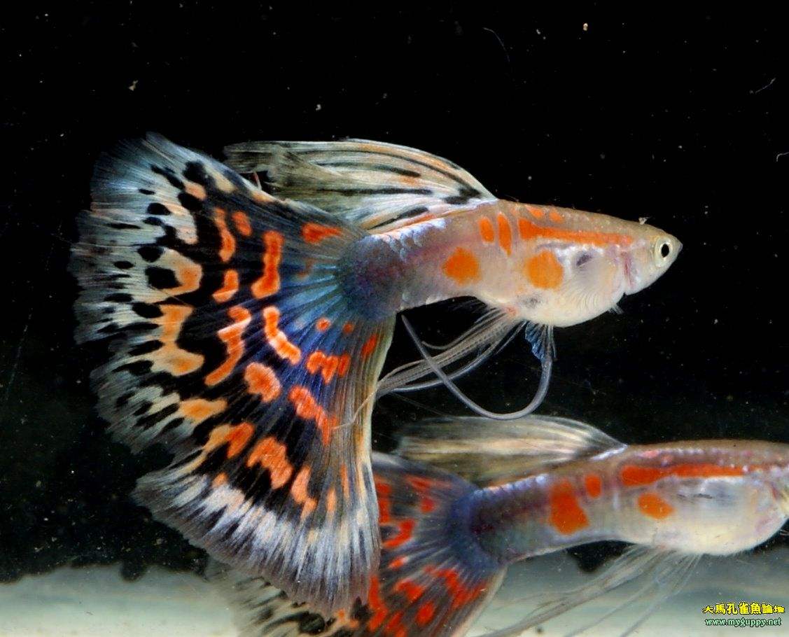 养孔雀鱼用什么灯,家里养孔雀鱼好吗