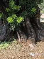 价值过万的黄杨盆景 (1000万元以上映山红盆景)