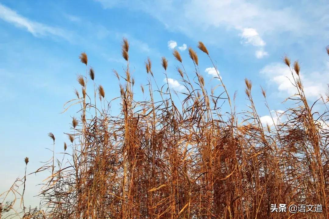 《论语》中的精华,只读一遍,受益终生