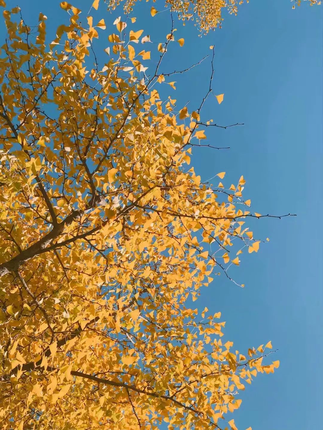 去北京不可错过的地方,不去热门景点游北京