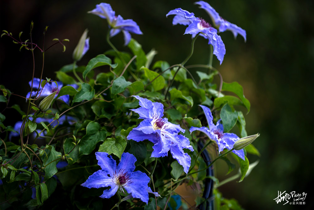 上海国际花展一览表,上海国际花展一览