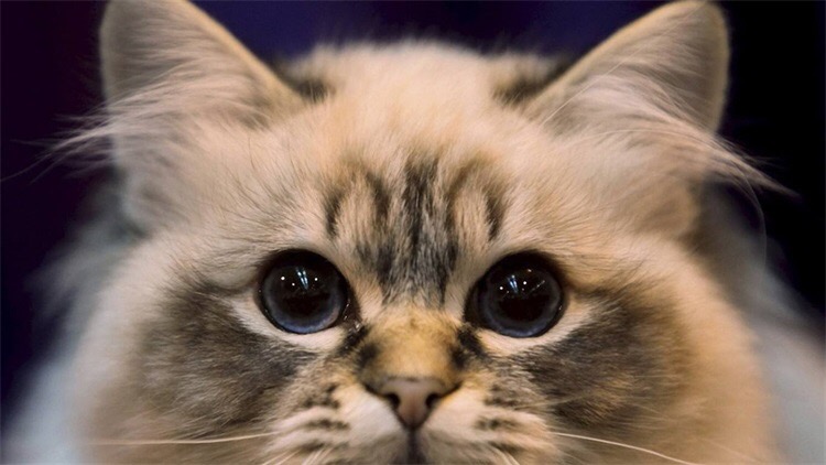 猫咪头部受伤结疤如何防止抓破,猫咪后腿受伤骨头露出来了怎么办