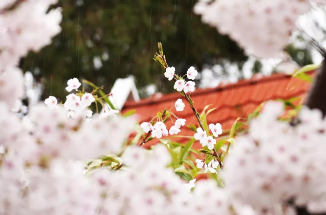 青岛最适宜旅游的景点有几个,青岛过年免费旅游景点