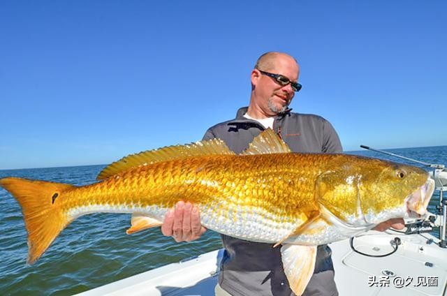 红鱼为什么泛滥成灾,入侵物种红鱼