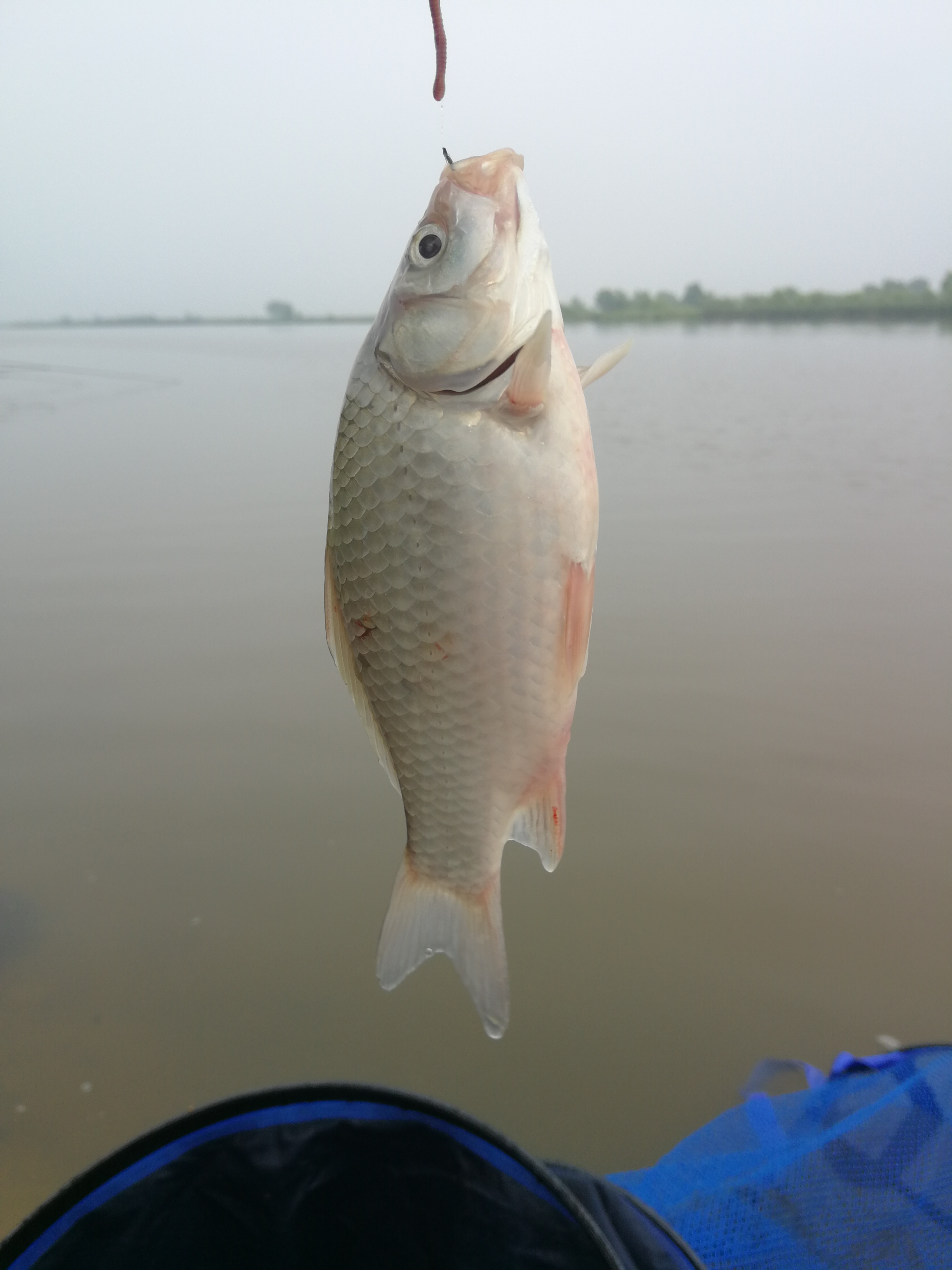 没用完的饵料我从来不扔，发酵了的鱼饵好处多着呢
