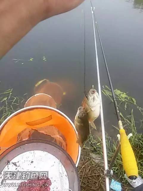 易包搞定野钓饵料评测,钓饵测评排行榜