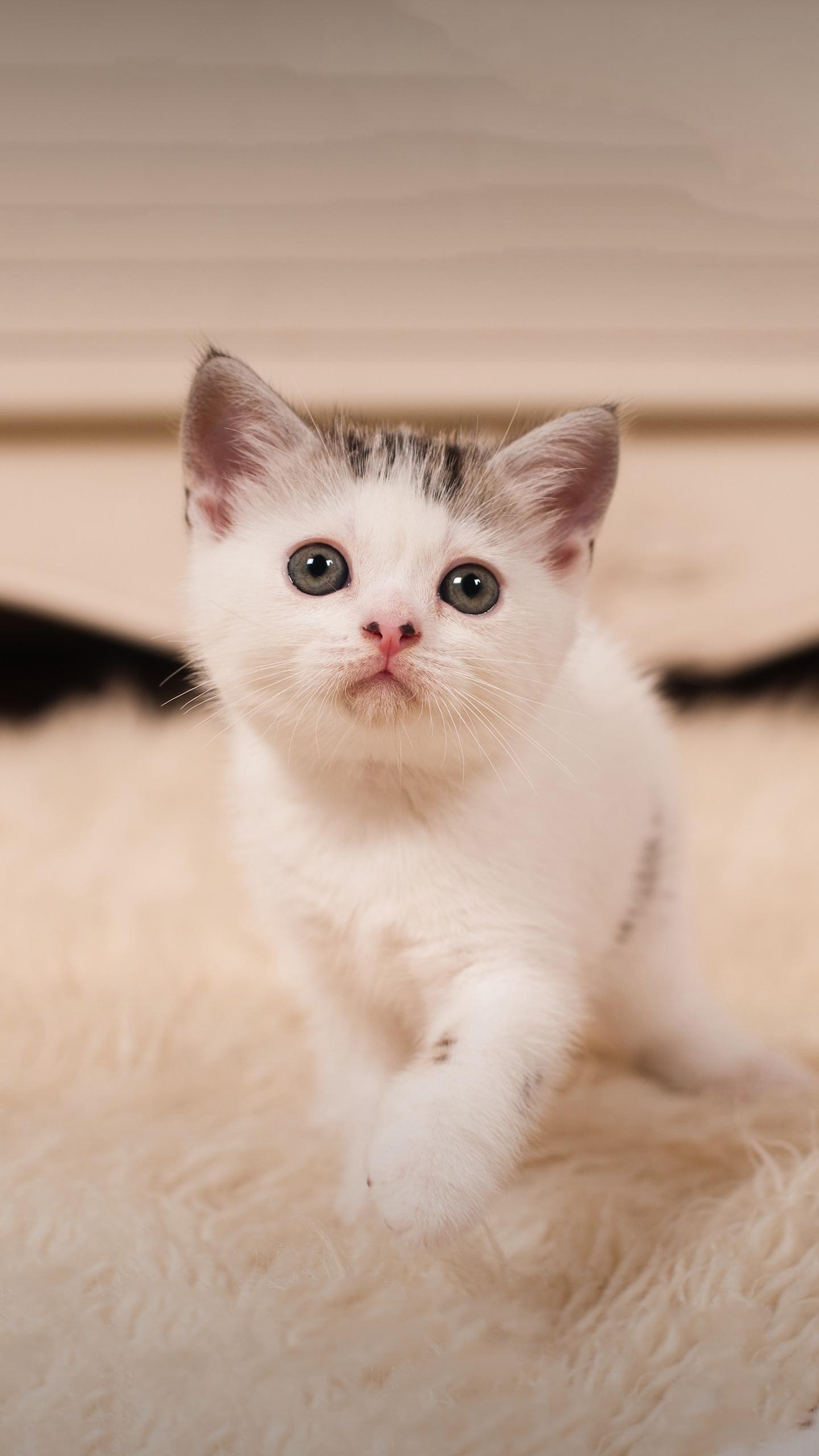 涂磊经典语录视频,涂磊抖音经典语录