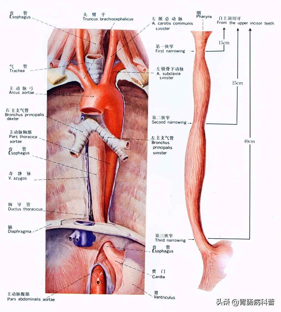 护考消化系统解剖图谱详解,消化系统解剖生理教学