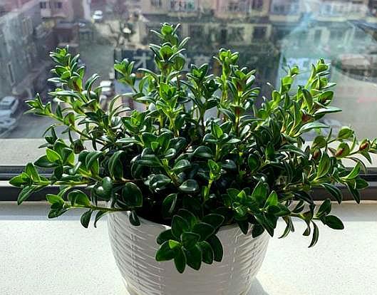 小金鱼花扦插可以把枝泡水生根吗,小金鱼水培扦插方法