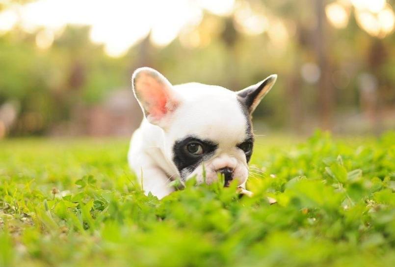 法斗犬喜欢叫吗,法斗犬讨人嫌