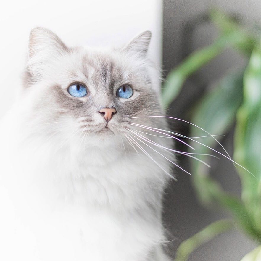 猫咪眼睛结膜炎的症状及治疗方法,猫咪结膜炎和horner综合征