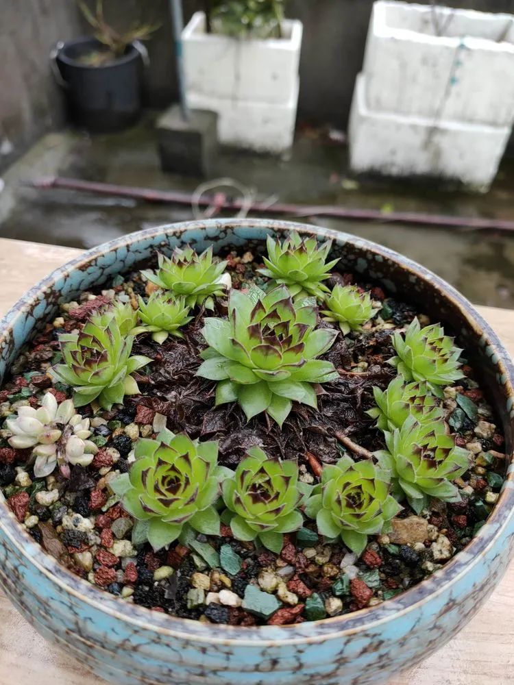 疫情期间在家欣赏多肉,疫情期间被多肉治愈