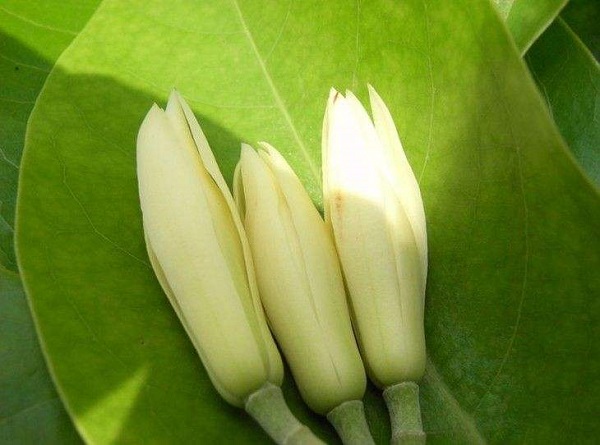 白兰花语,白兰花的寓意和花语是纯洁的爱